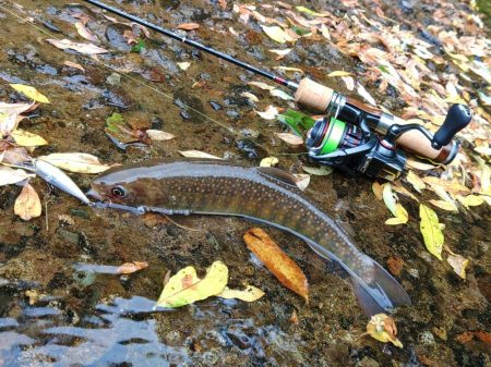 渇水→濁流 ～九頭竜川水系～